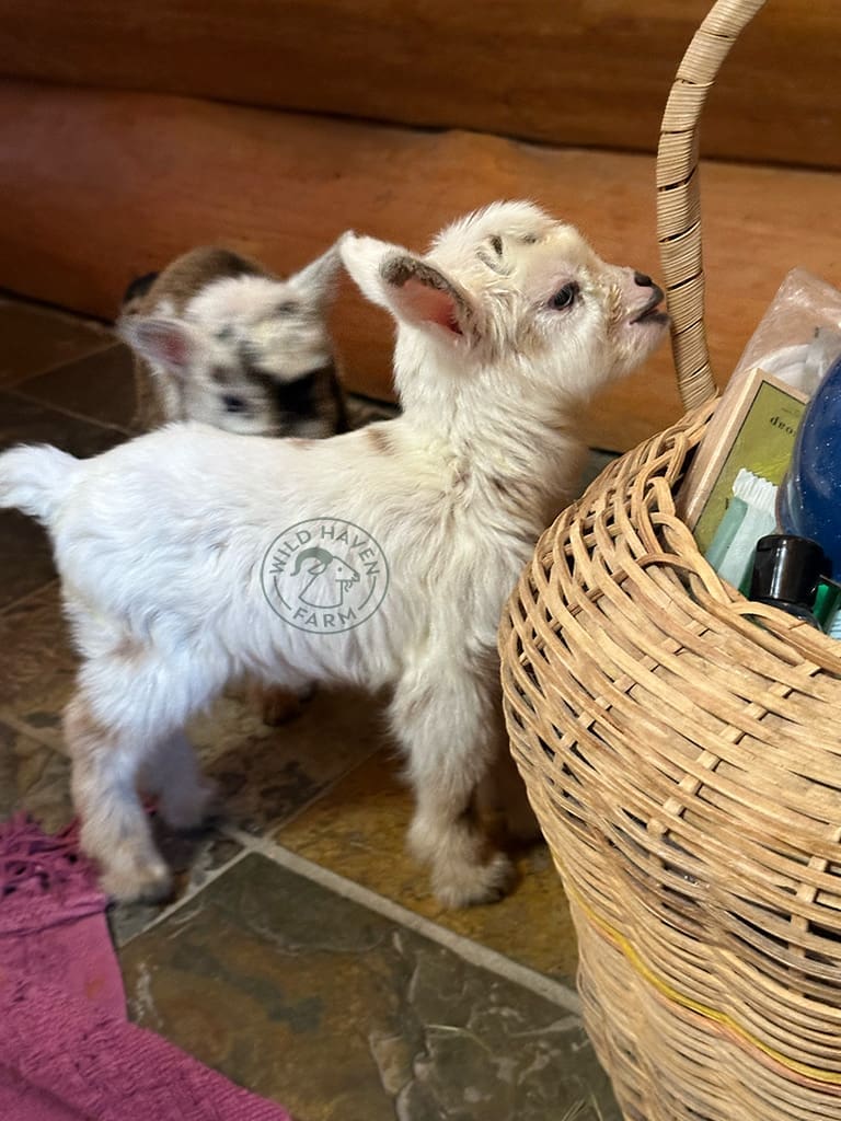 Valentina Right 2024 02 15 at Wild Haven Farm