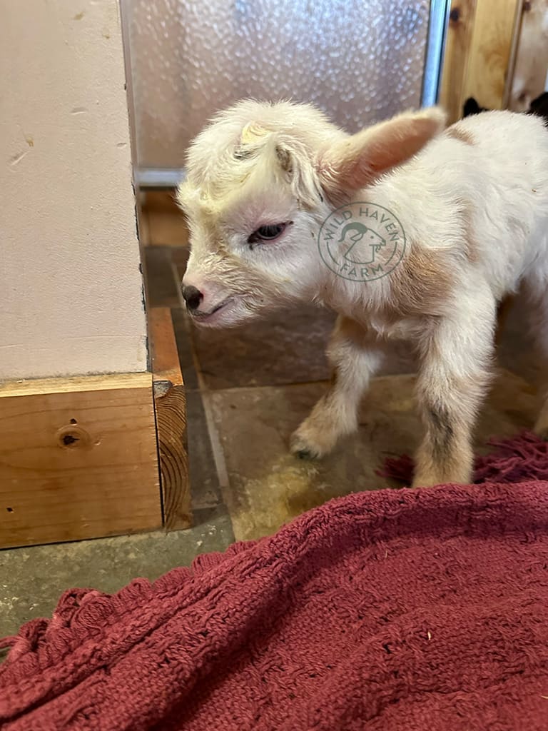 Valentina porfile 2024 02 15 at Wild Haven Farm