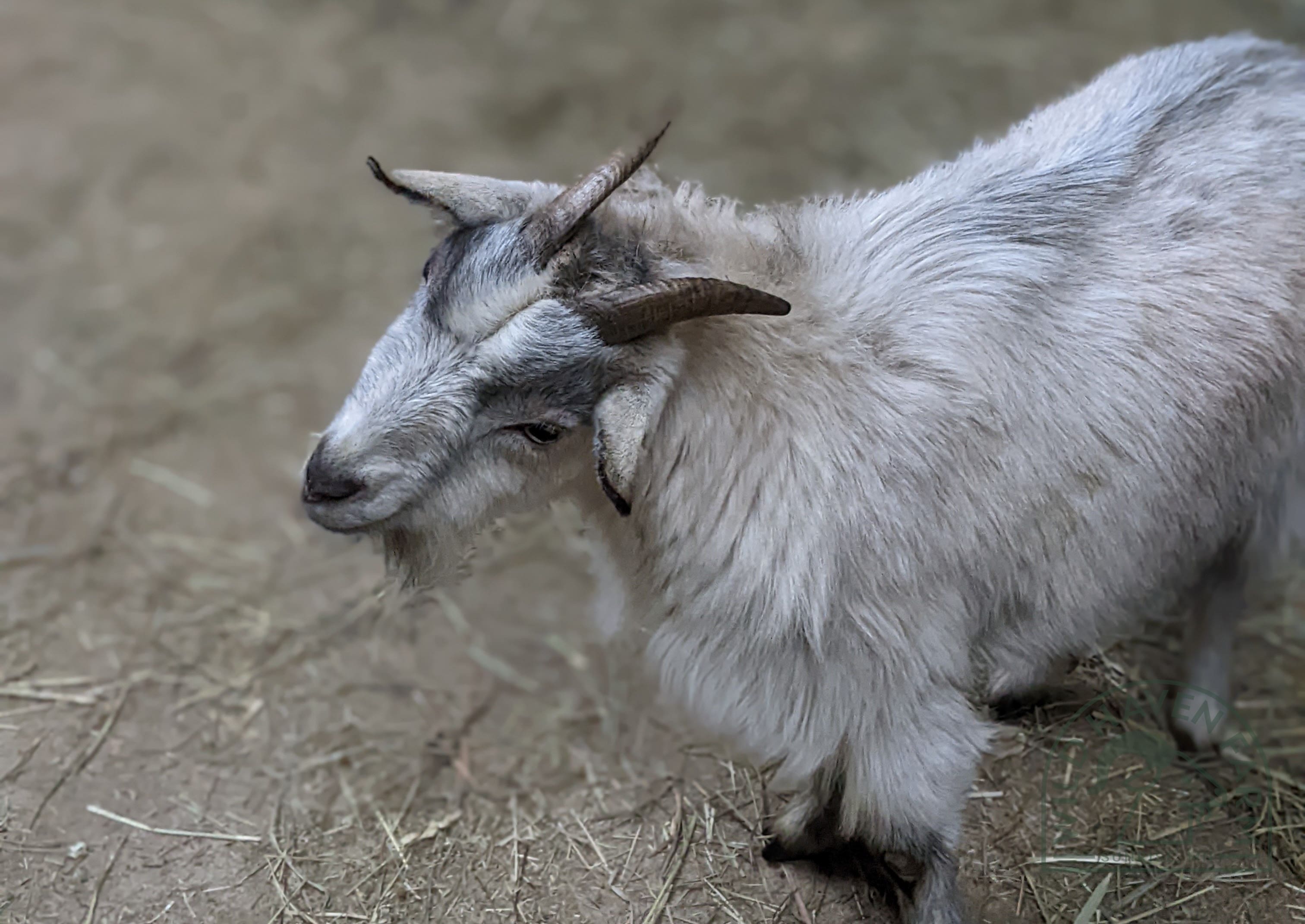 Willards Fairbank Fainters April Fools Delta 2022 03 12 at Wild Haven Farm