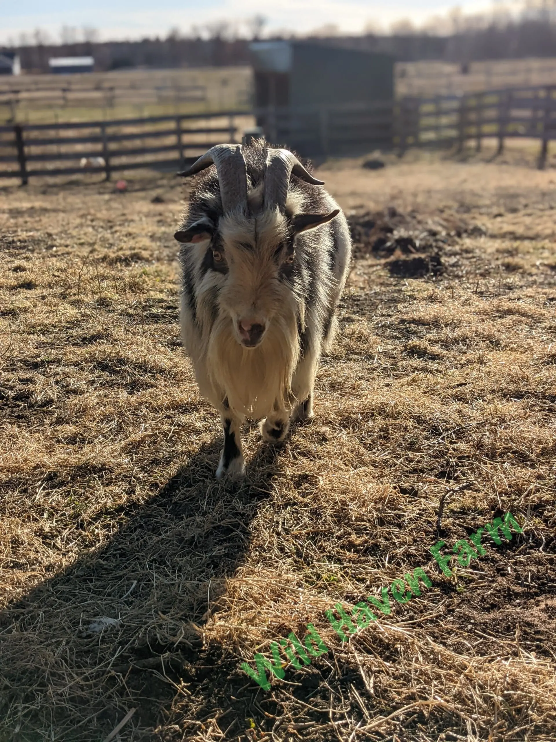 Goat at Wild Haven Farm
