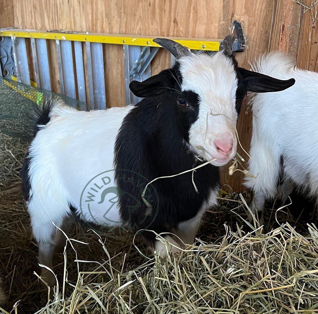 Chuck October at Wild Haven Farm