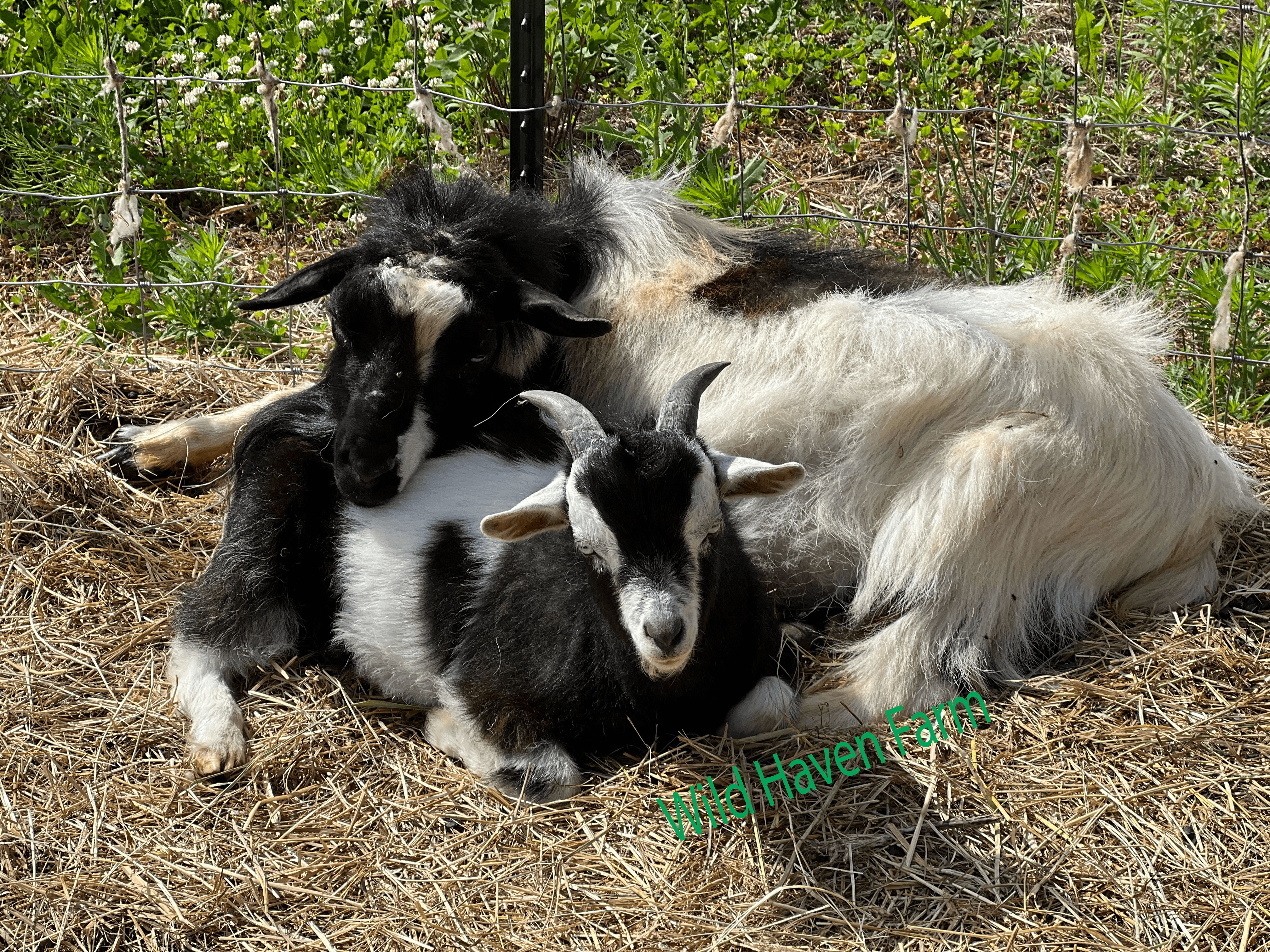Keith Cowboy at Wild Haven Farm