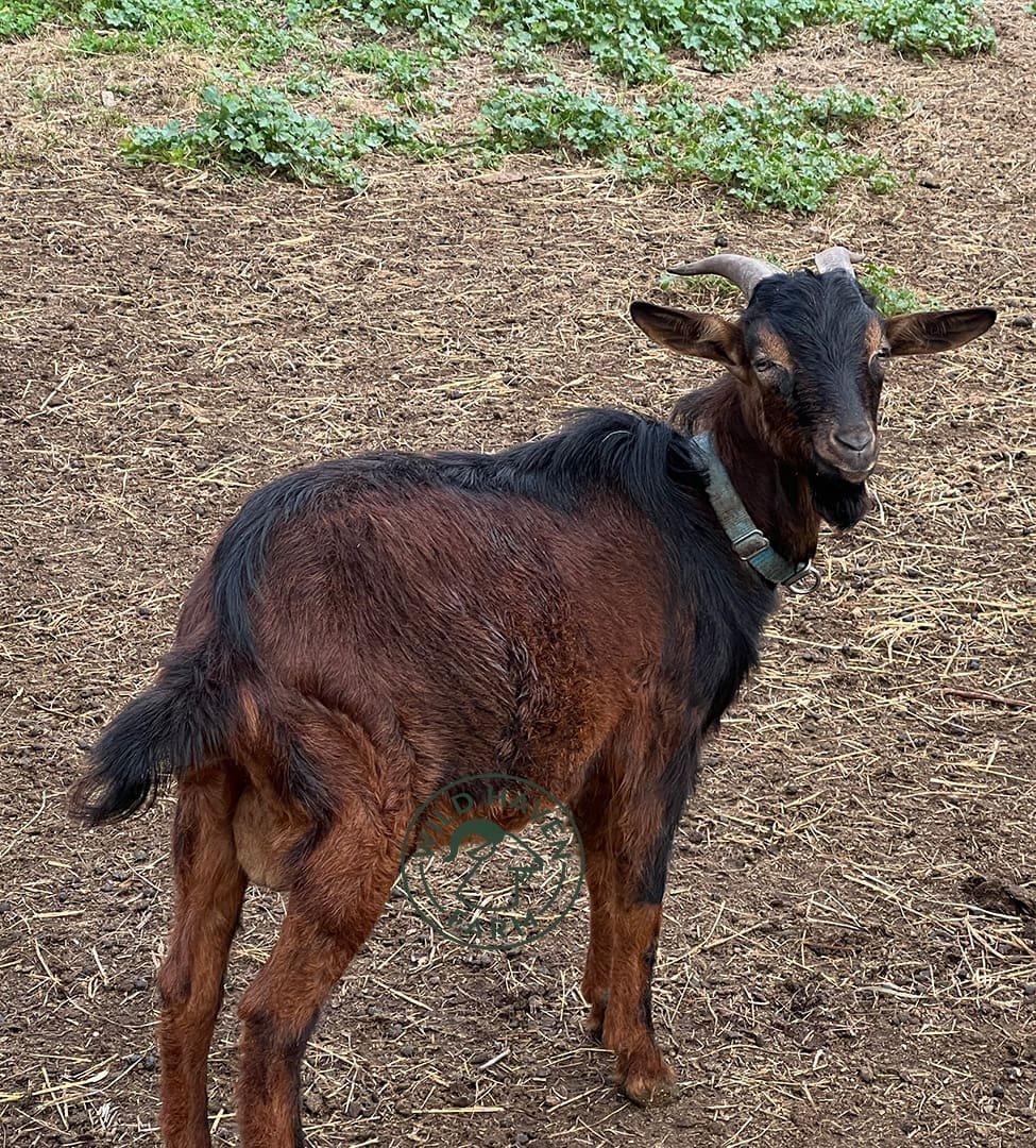 mike 2023 10 25 at Wild Haven Farm