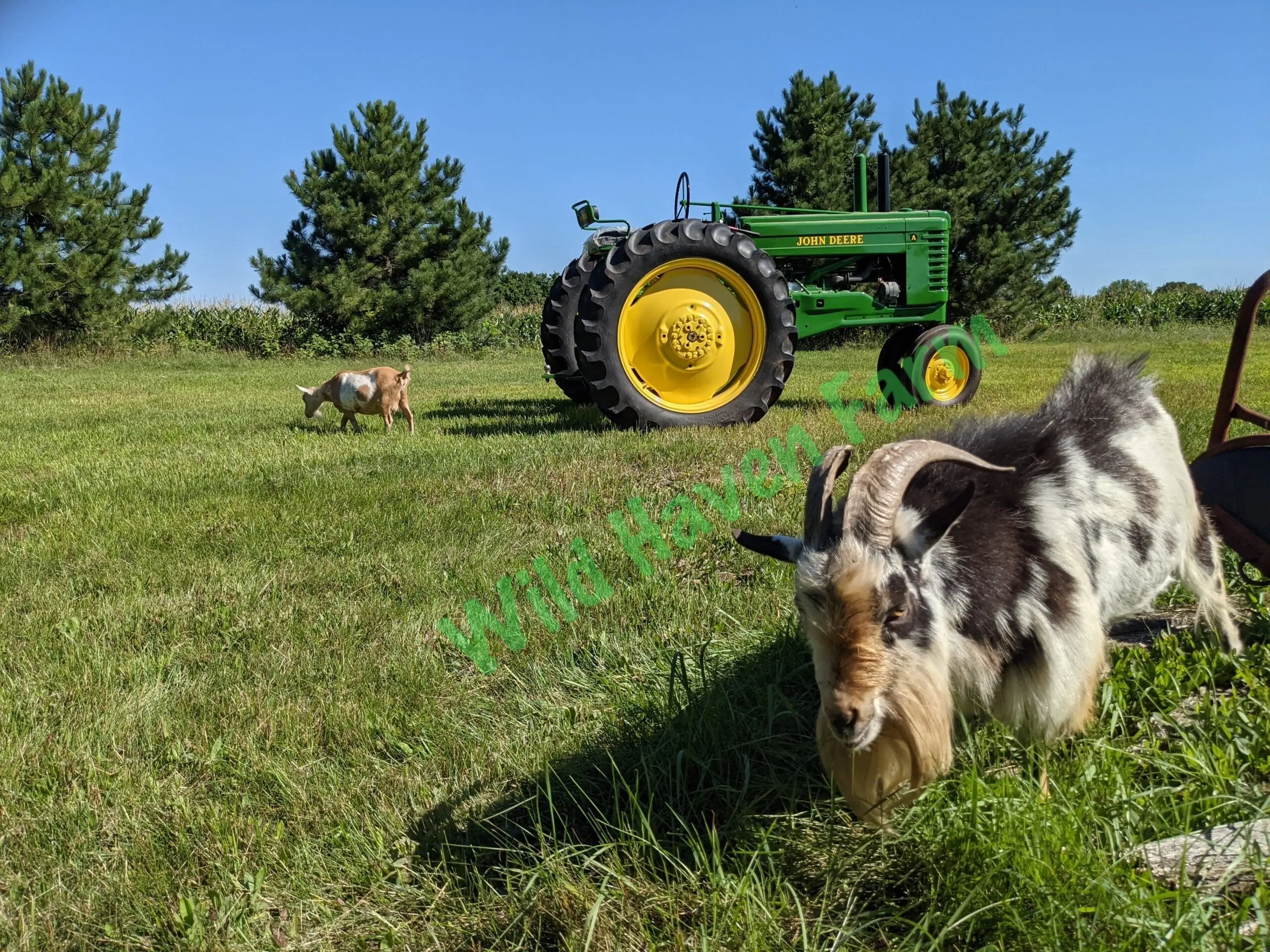 Nigerian Dwarf Banner at Wild Haven Farm