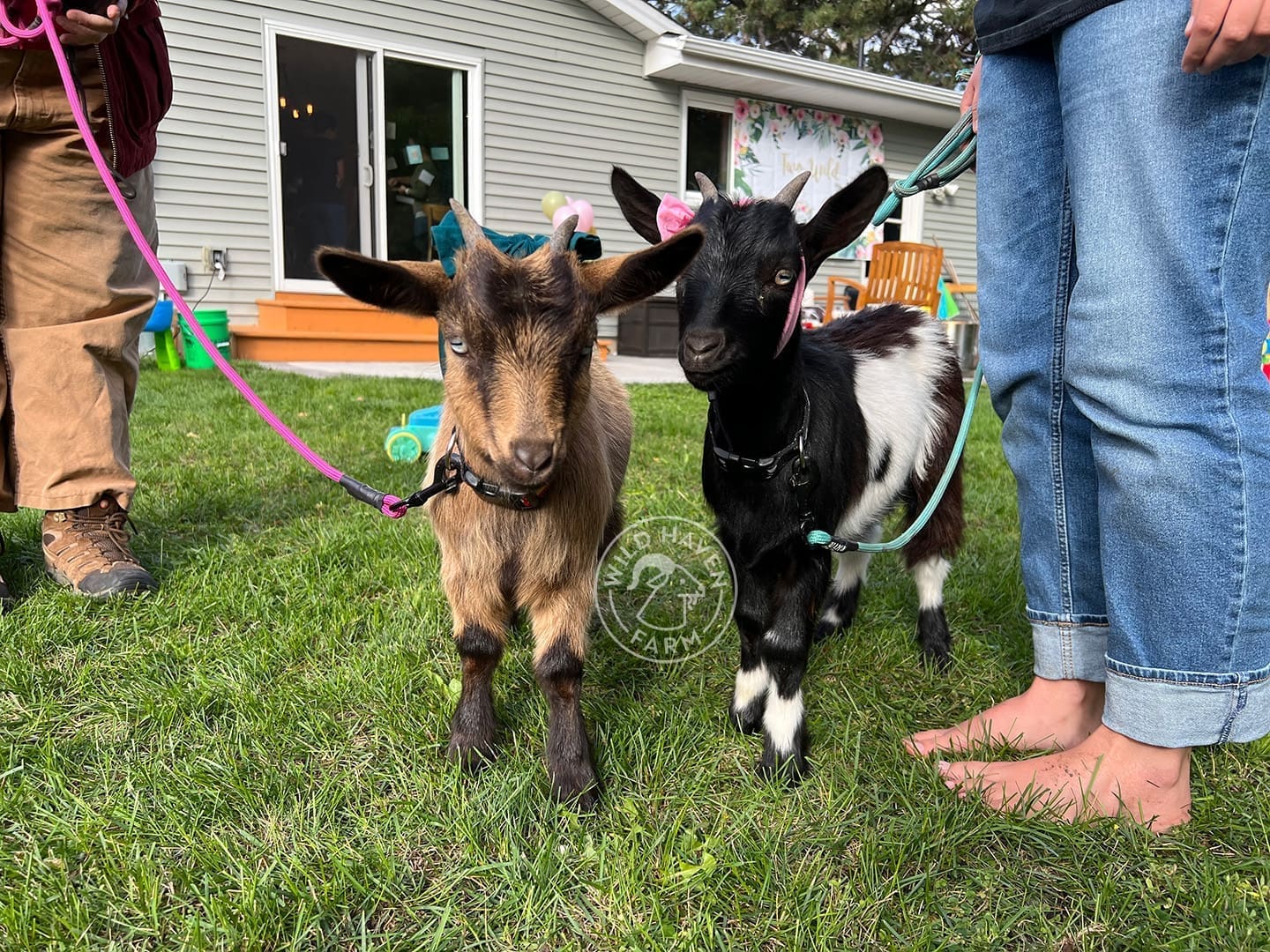 Baby goats at party at Wild Haven Farm